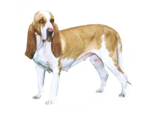 Segugio Italiano (Short/smooth coat)