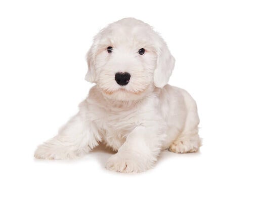 Sealyham Terrier