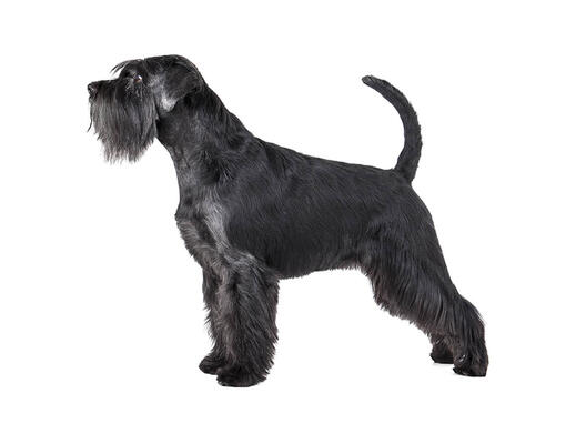 Standard Schnauzer 