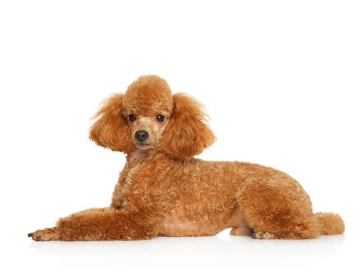 Miniature Poodle