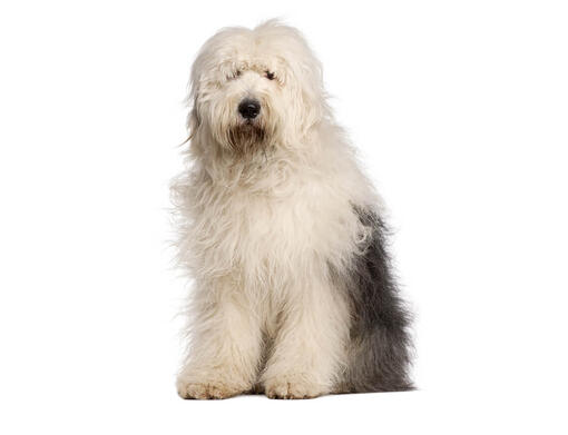 Old English Sheepdog