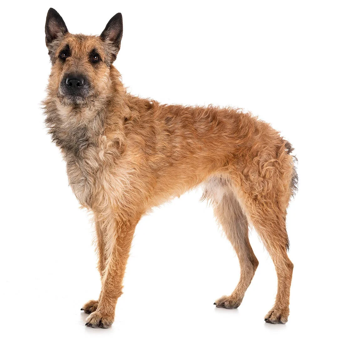 Belgian Shepherd Dog Laekenois
