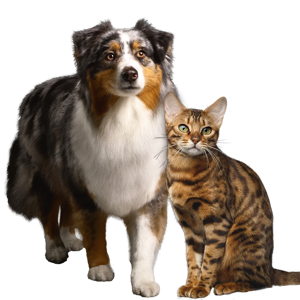 Pro Plan Cat and Dog together