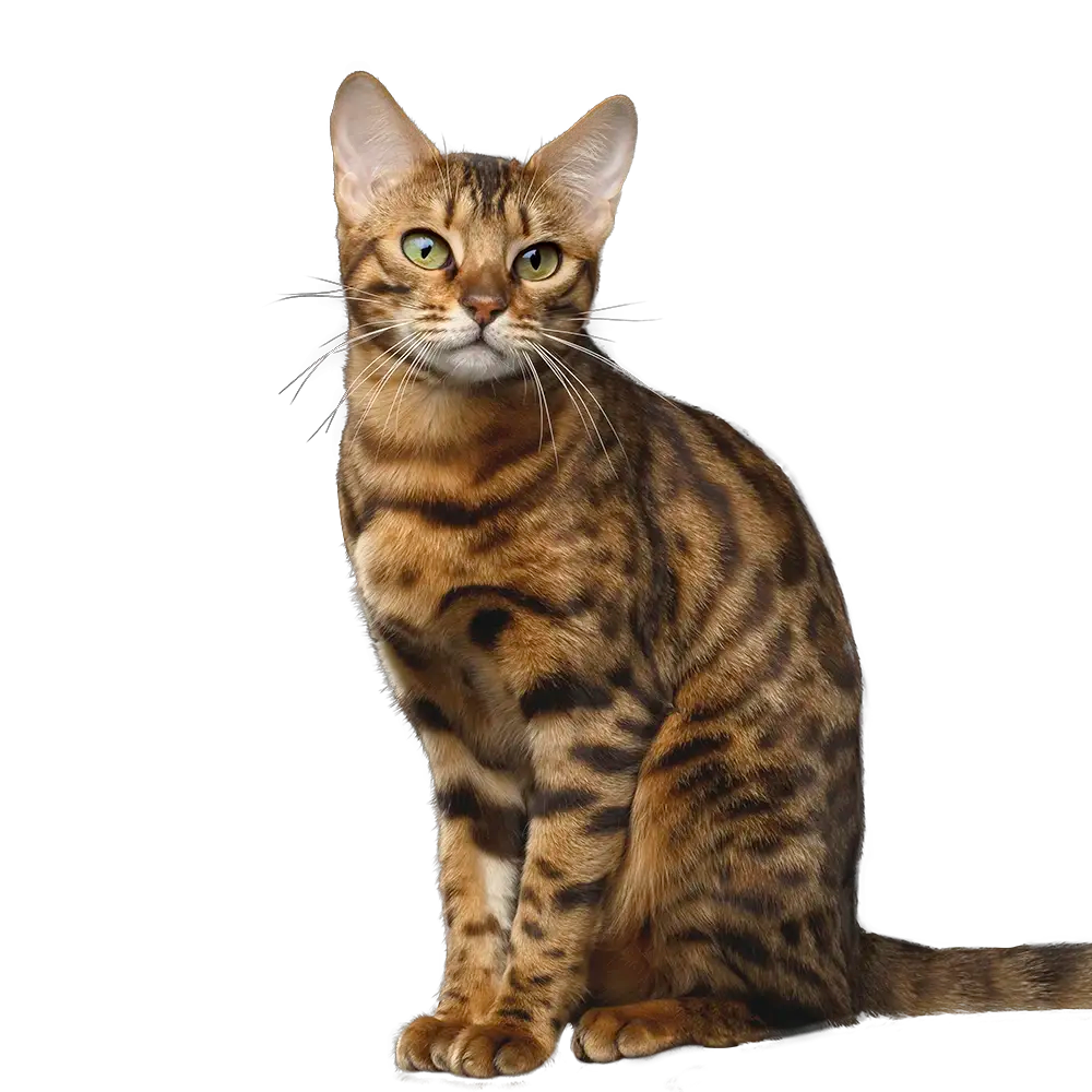 Pro Plan cat sitting looking at camera