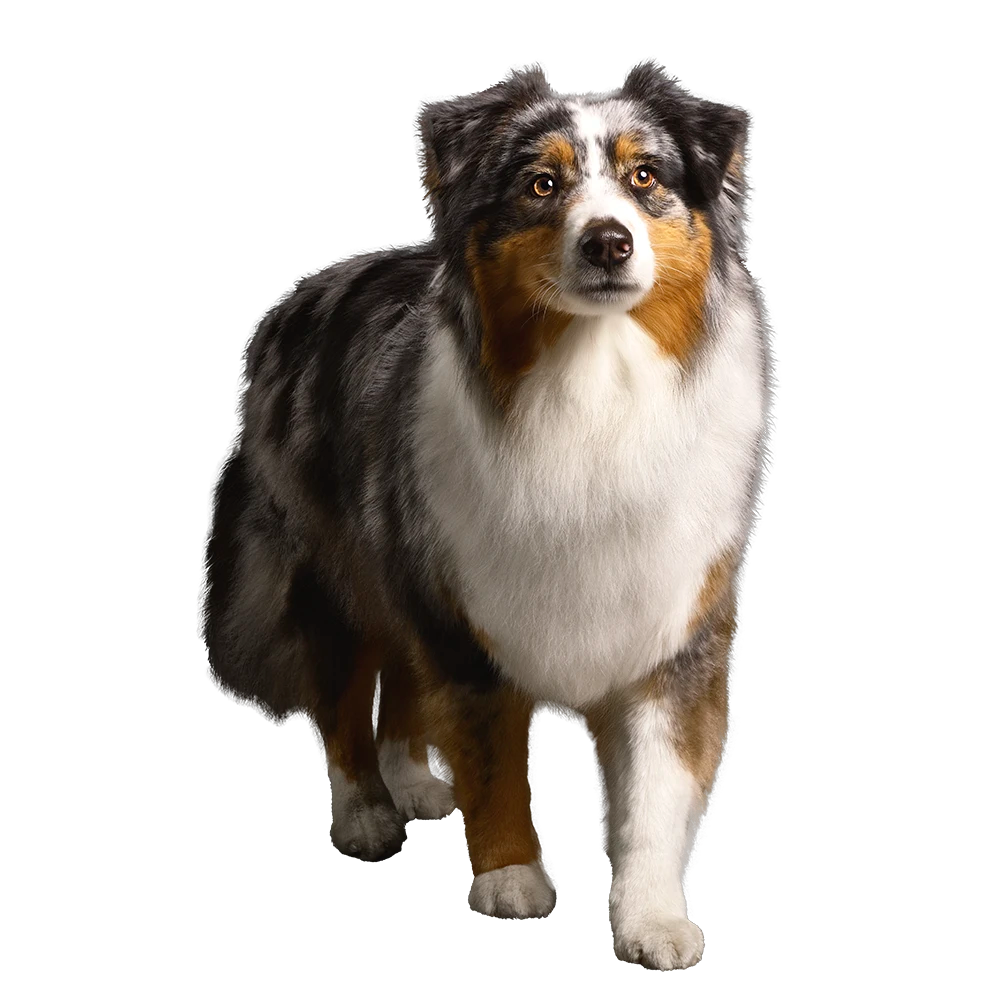 Pro Plan dog walking towards camera