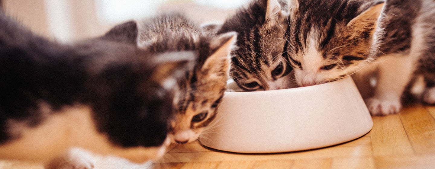 Kitten Socialisation: Teach Your Cat the Basic Life Skills