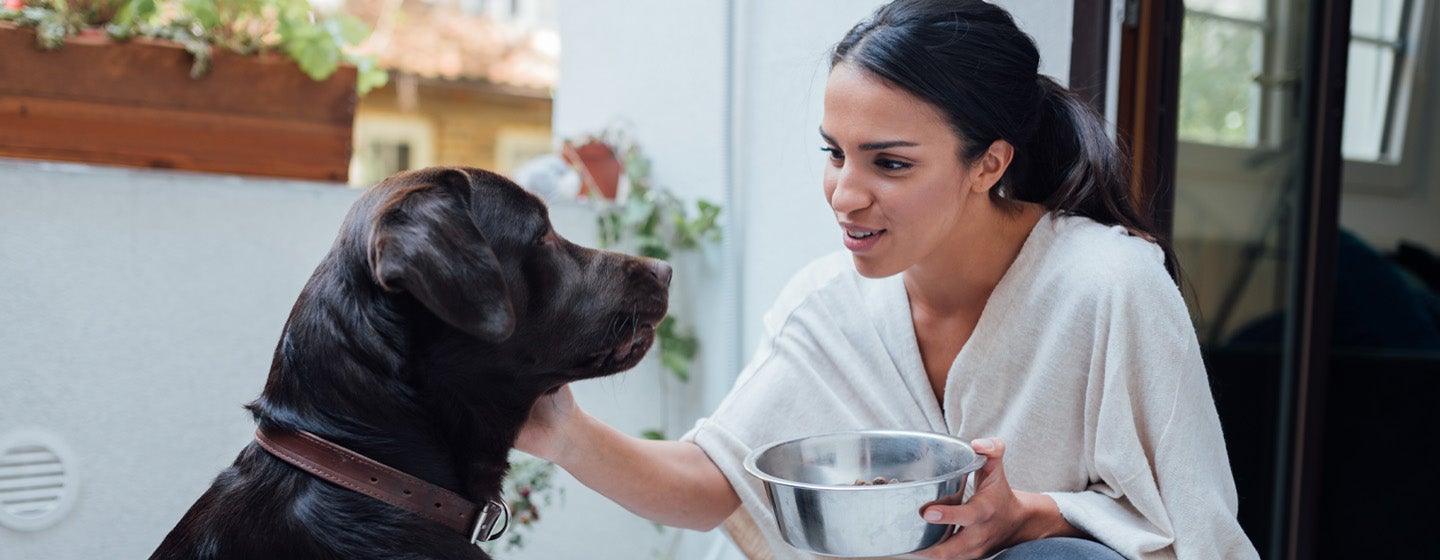 Dog Feeding and Loss of Appetite in Your Dog