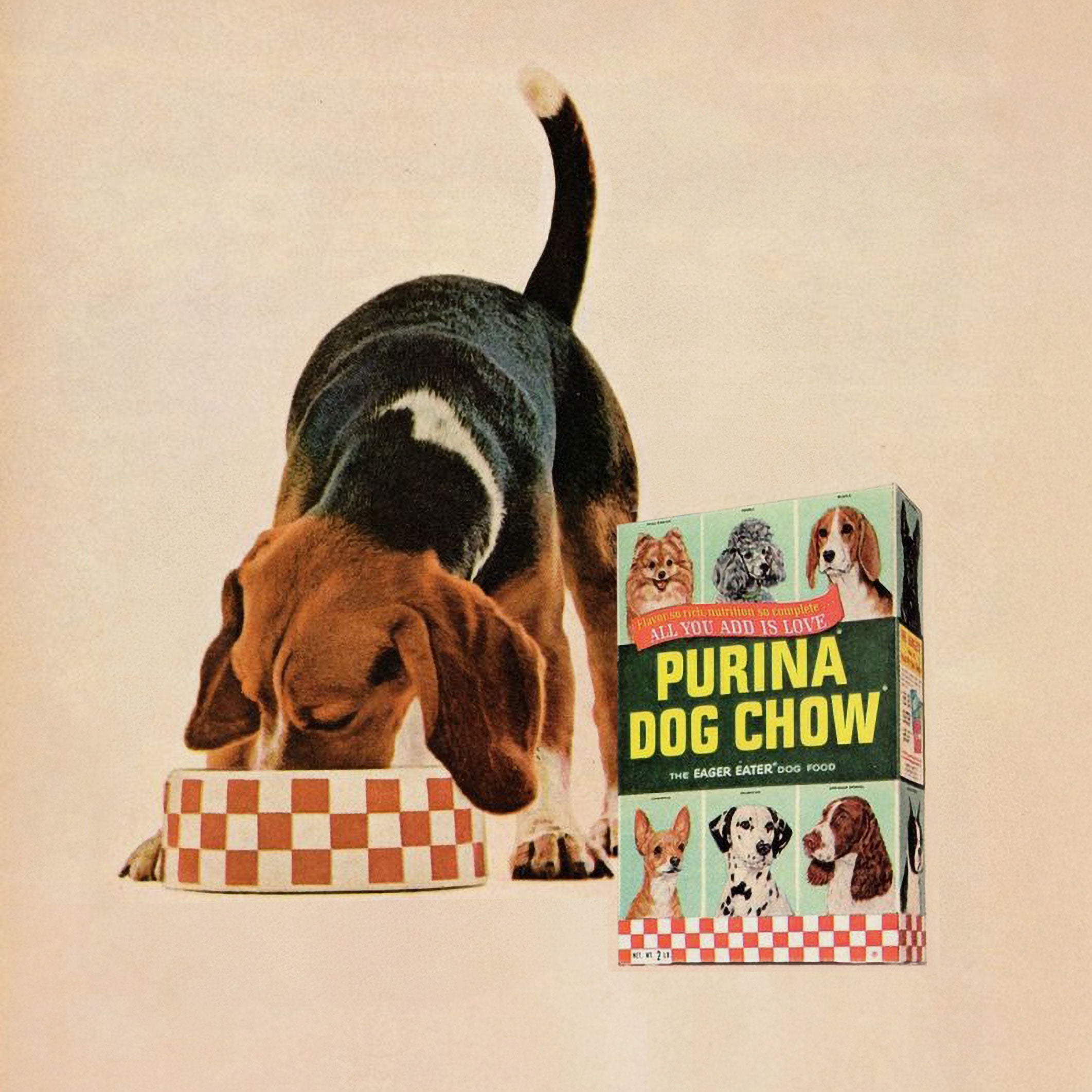 A faded image of a dog eating a bowl of Purina Dog Chow