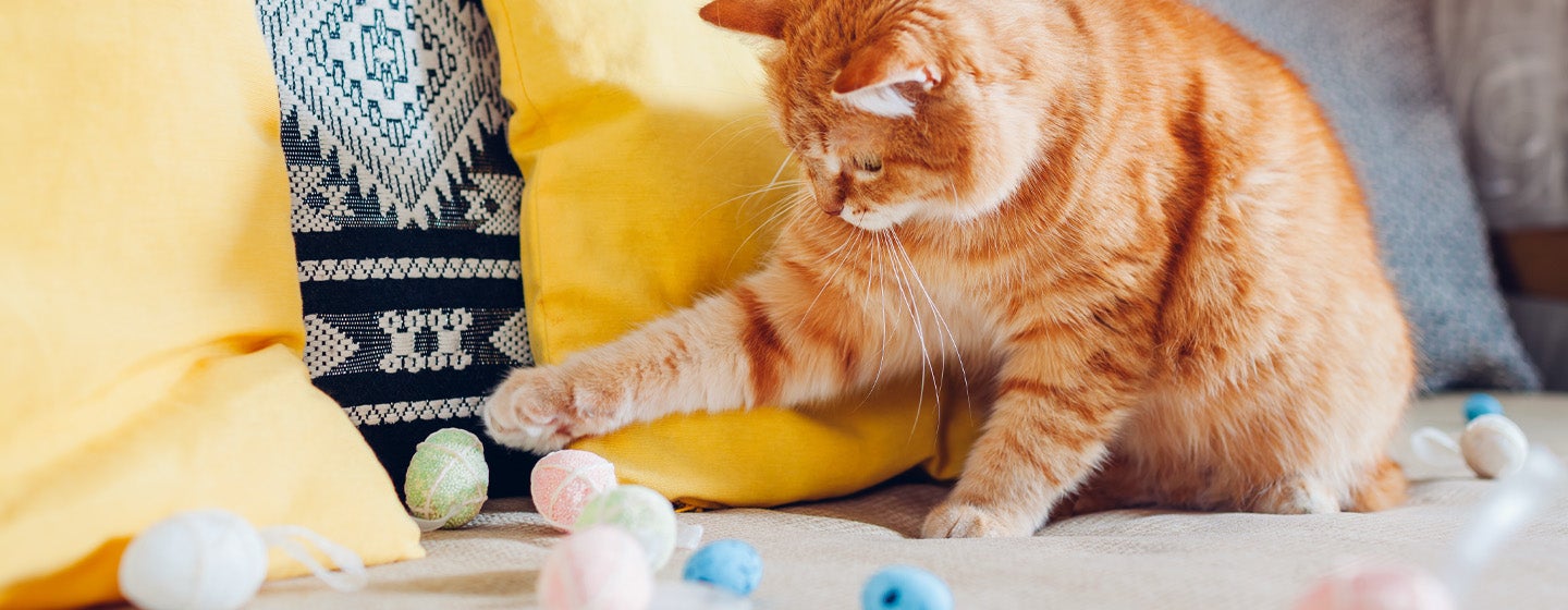 Top 5 Fun Games for Cats