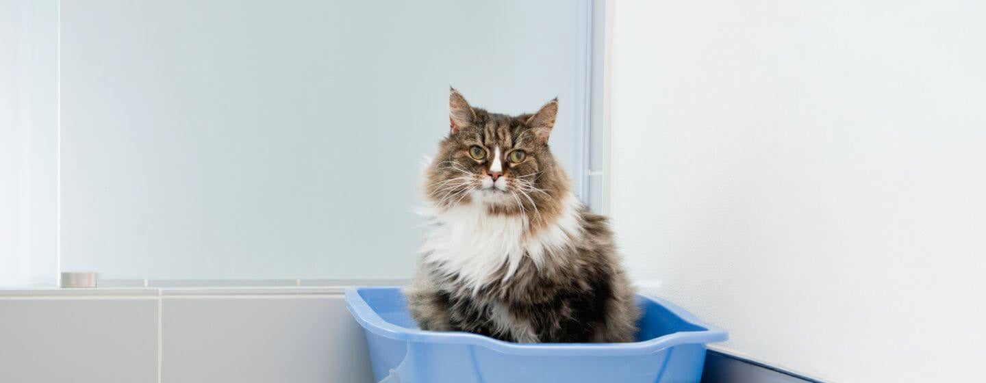 Cat Constipation: Symptoms, Causes And Treatment