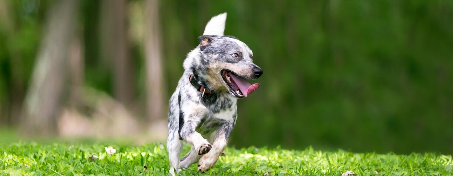 All About Dog Zoomies