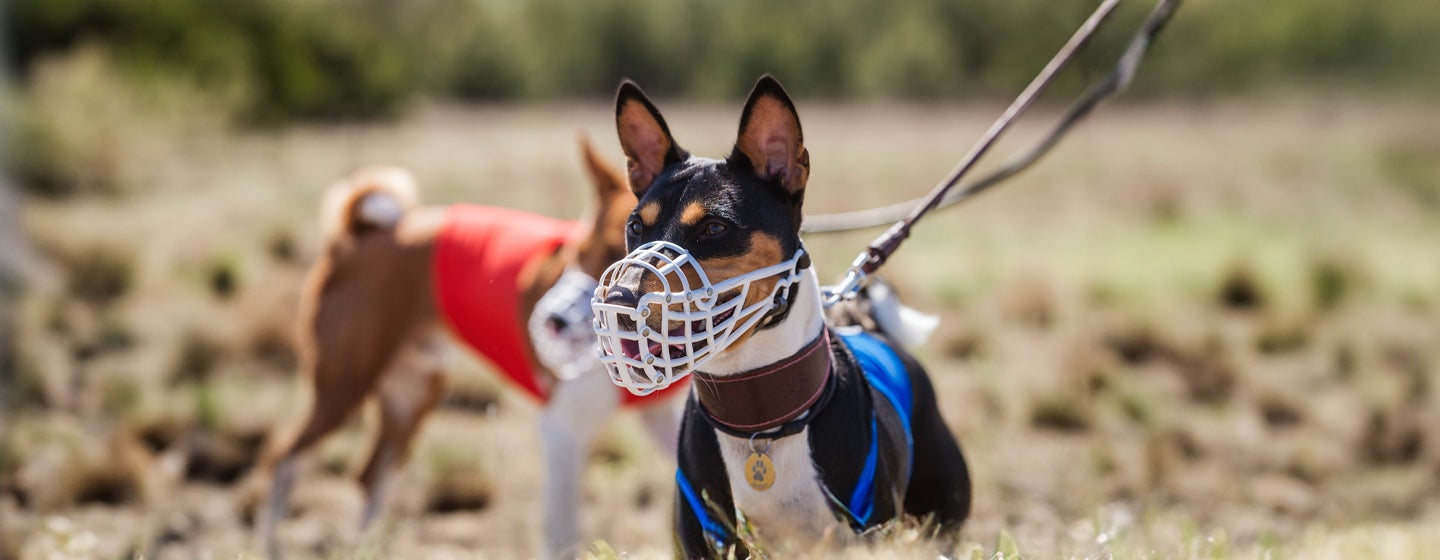 Benefits of Dog Muzzles and Muzzle Training