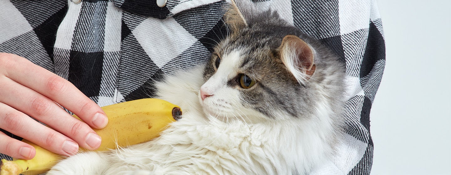 Can Cats Eat Bananas?