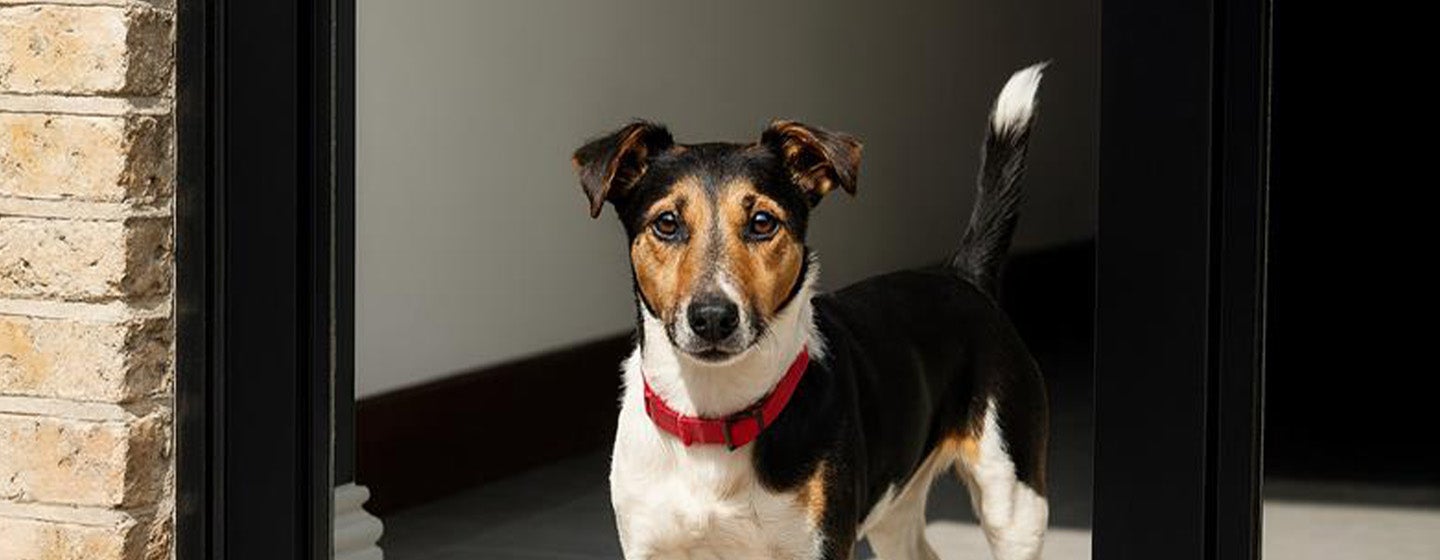 Bringing a Puppy Home, Their First Day Home & Tips for the Journey: Our Guide