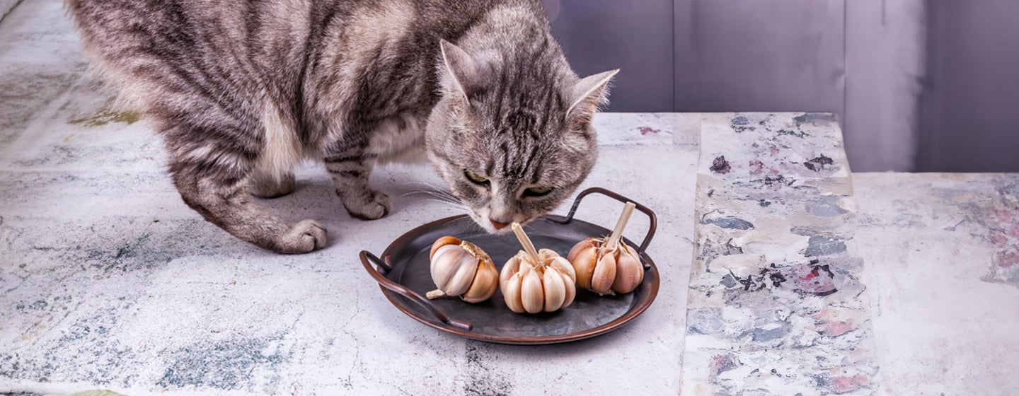 Can Cats Eat Garlic
