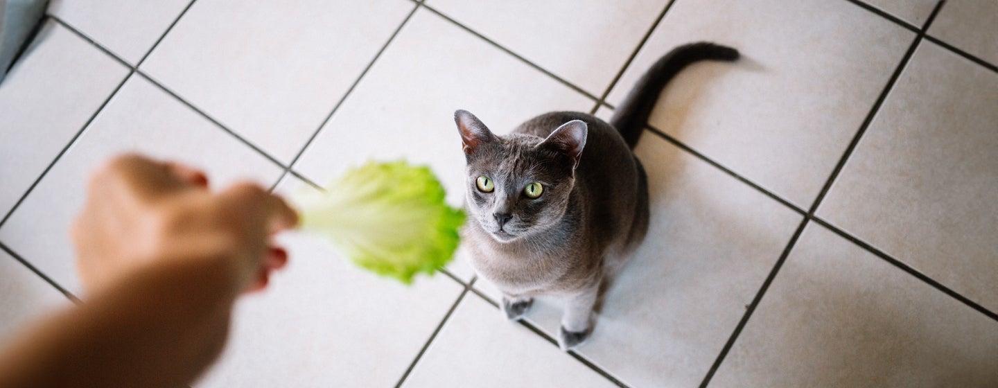 Can Cats Eat Lettuce - Is This Leafy Vegetable Safe for Cats