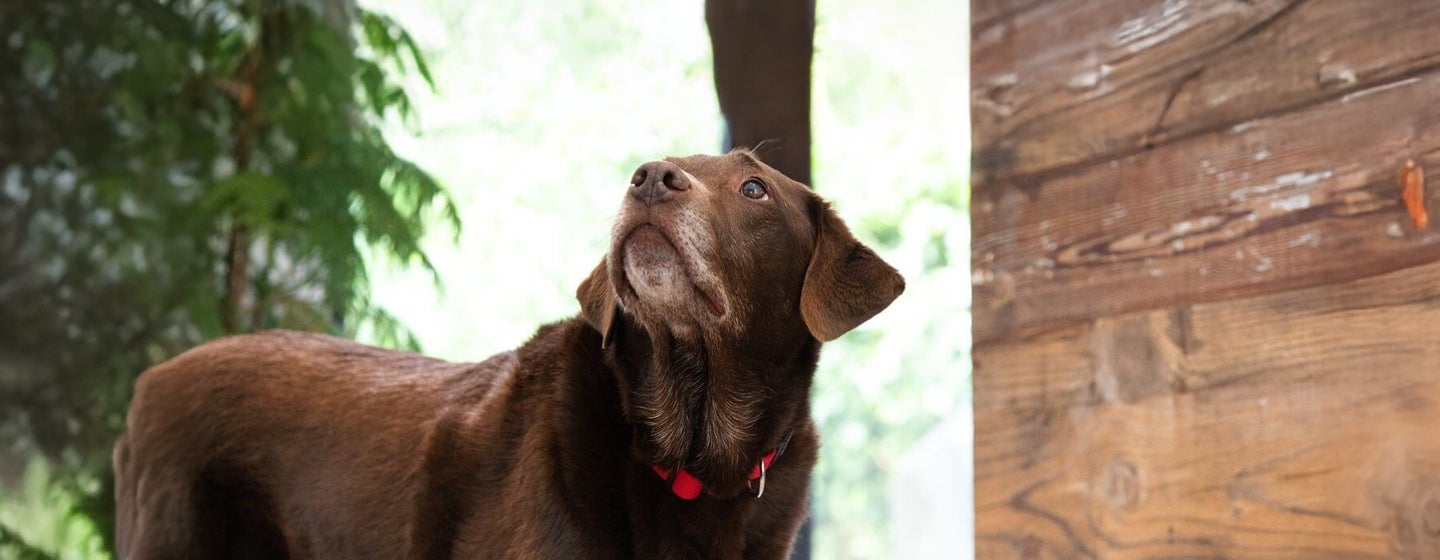 Can Dogs Eat Baked Beans