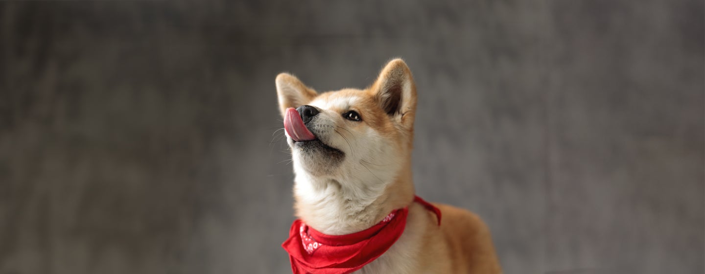 Can Dogs Eat Black Pudding