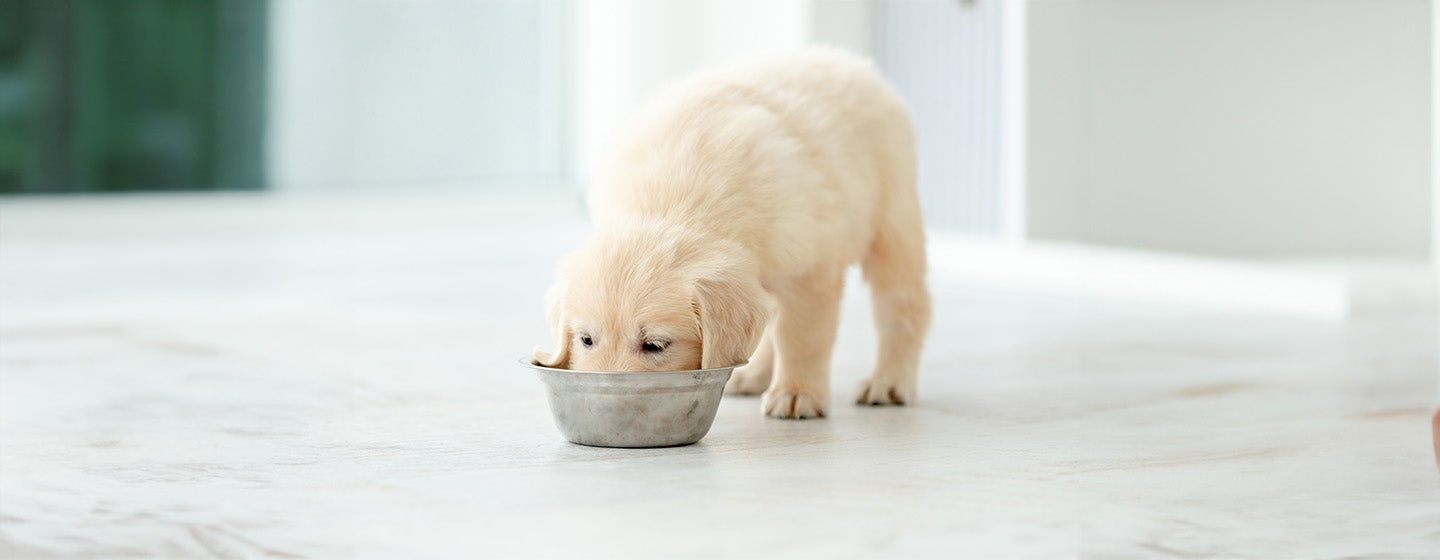 Can Dogs Eat Edamame