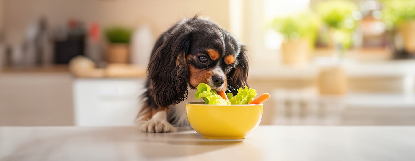 Can Dogs Eat Lettuce