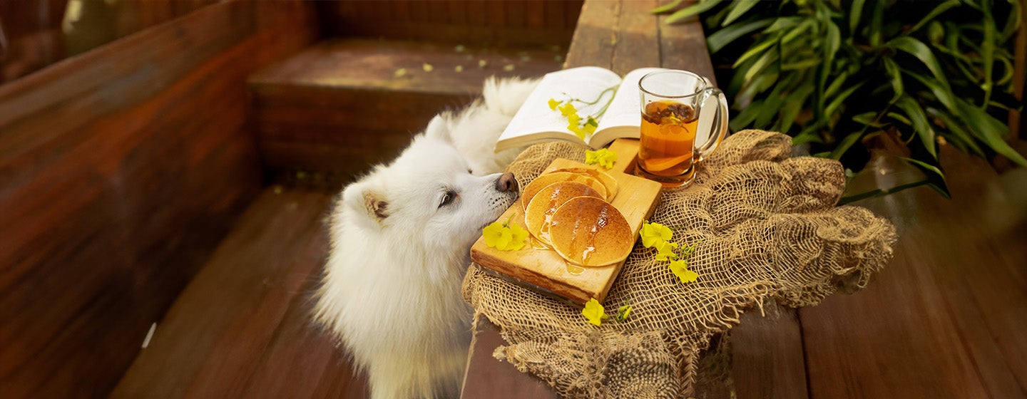 Can Dogs Eat Pancakes