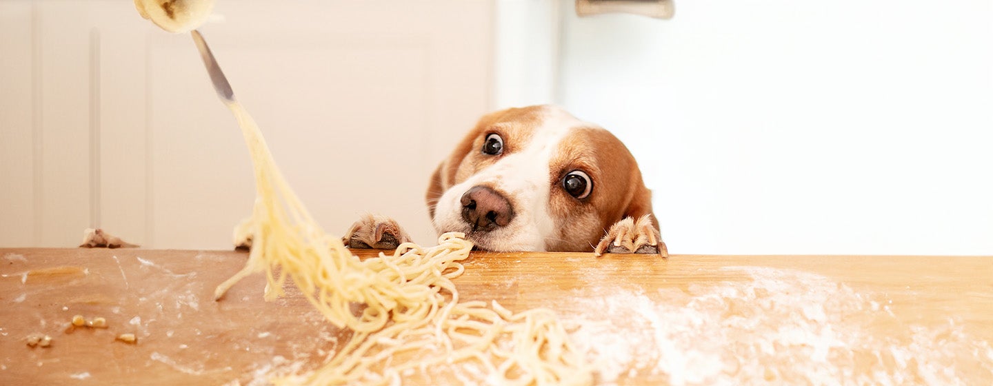 Can Dogs Eat Pasta, Spaghetti or Noodles