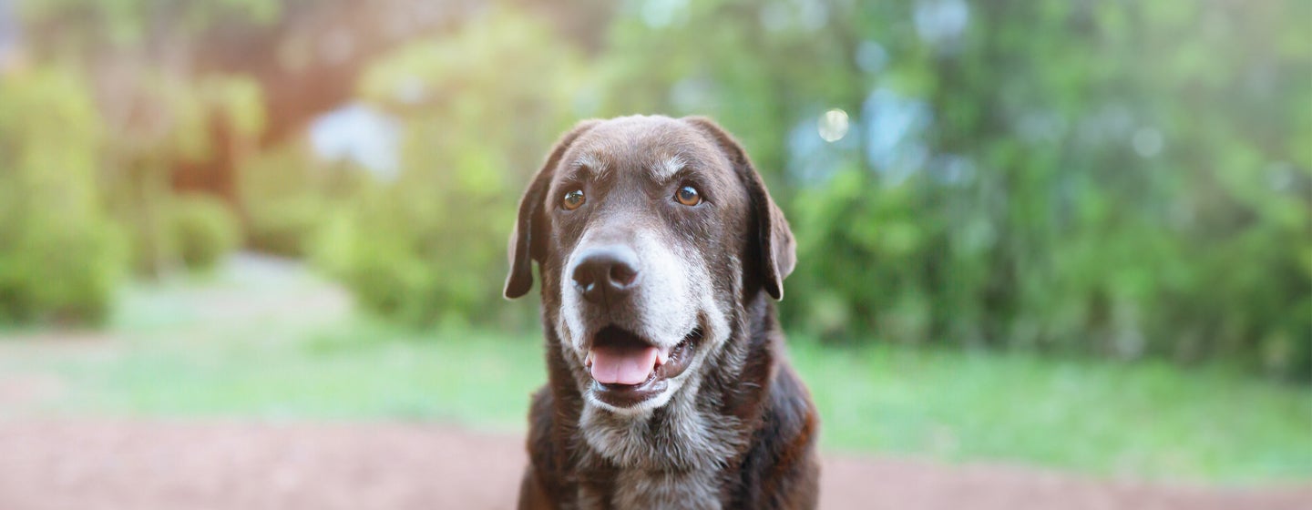 Can Dogs See Colour?