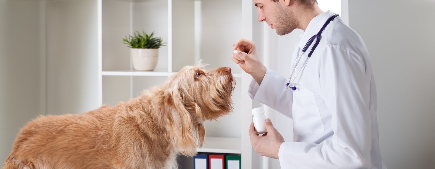 Can You Give Dogs Benadryl?