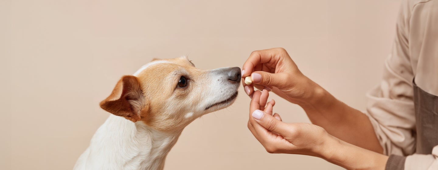 Can You Give Dogs Ibuprofen?