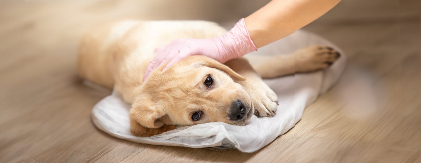 Canine Parvovirus: What Is Parvo & Can Humans Get It