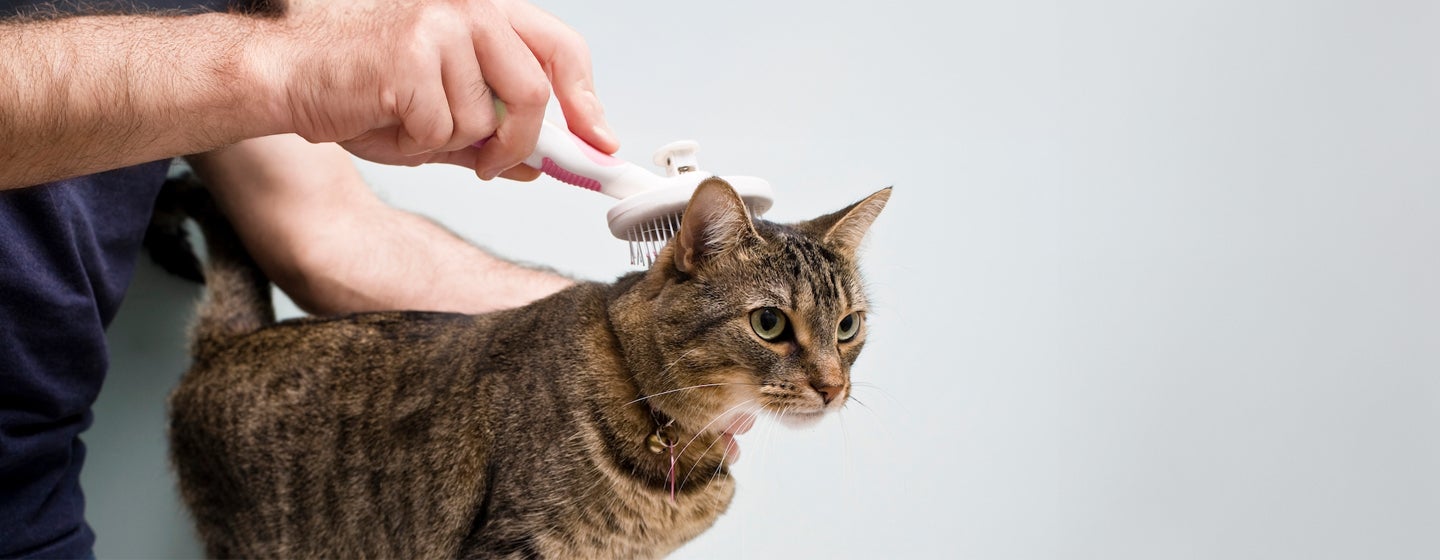 Cat Dandruff - Causes and Tips to Treat it