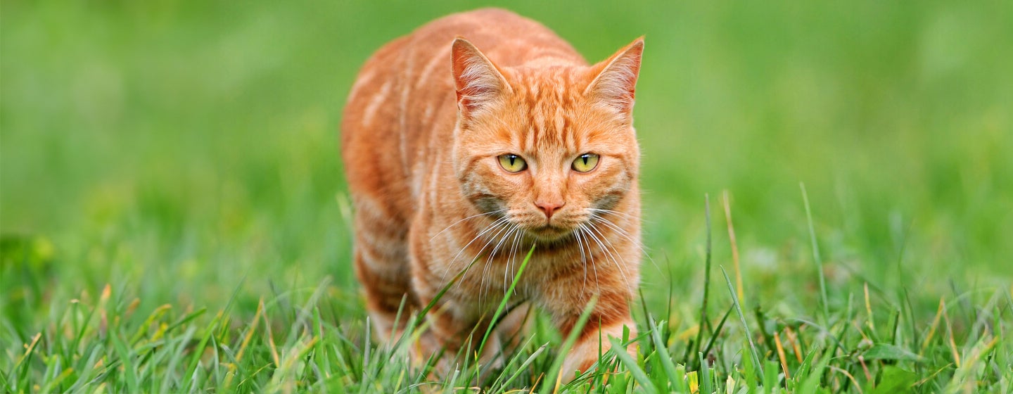 Cat Hunting Behaviours