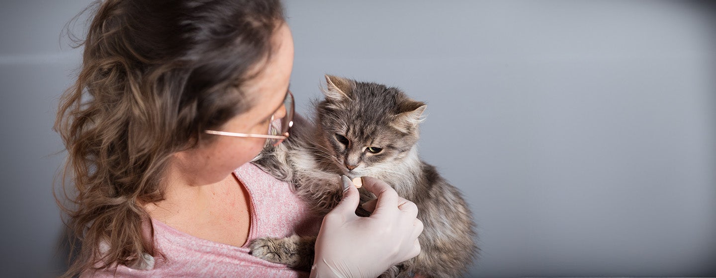 Cat Worms Symptoms and De-Worming Treatment