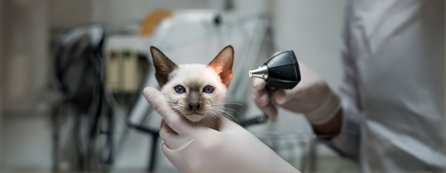 Cat mites: everything you need to know