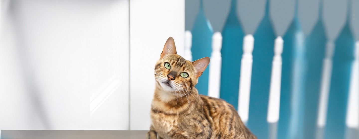 Do Cats Get Bored The Tell-Tale Signs of Cat Boredom