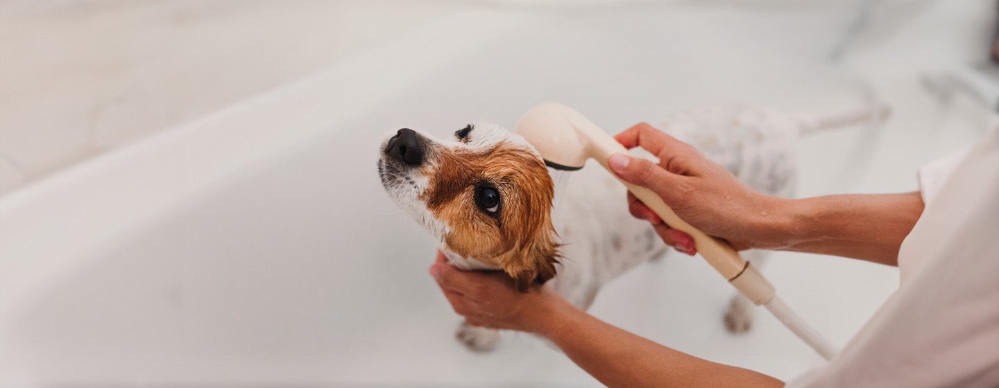 Dog Dandruff Causes and Tips to Treat it