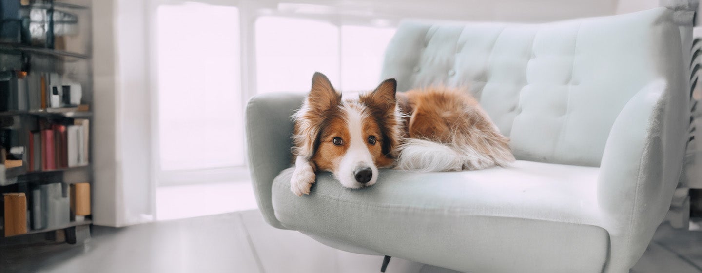 Dog Hackles Why Do Dog’s Hairs Stand Up
