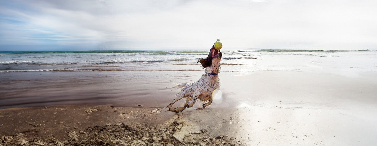 Dog-Friendly Beaches You Can Enjoy All Year Round