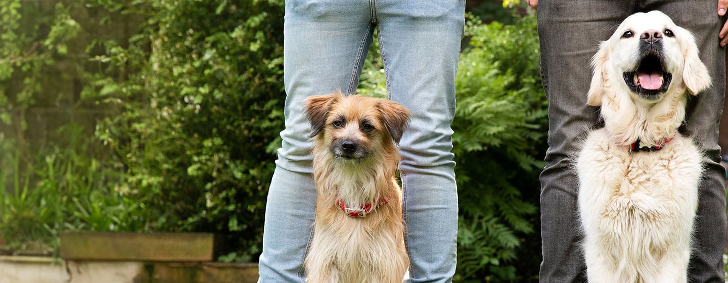 Enriching You and Your Dog’s Life