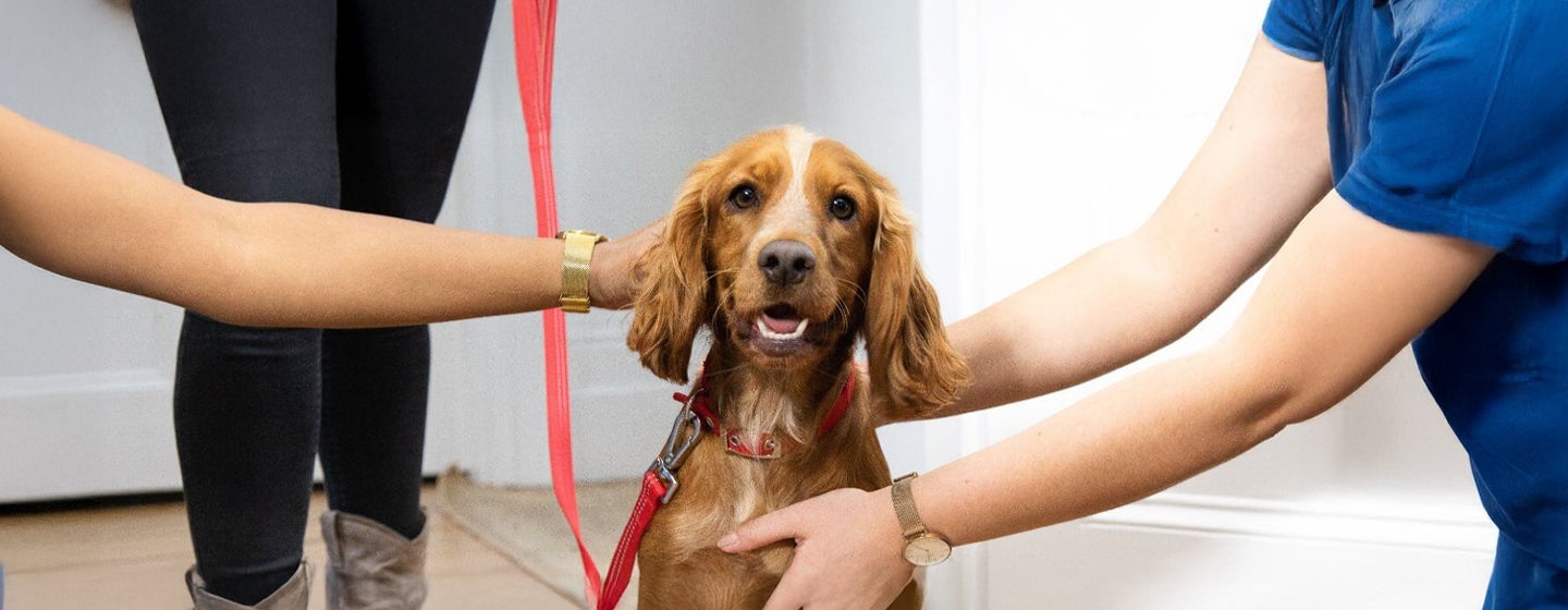 Essential Dog Accessories for Your Adolescent Puppy