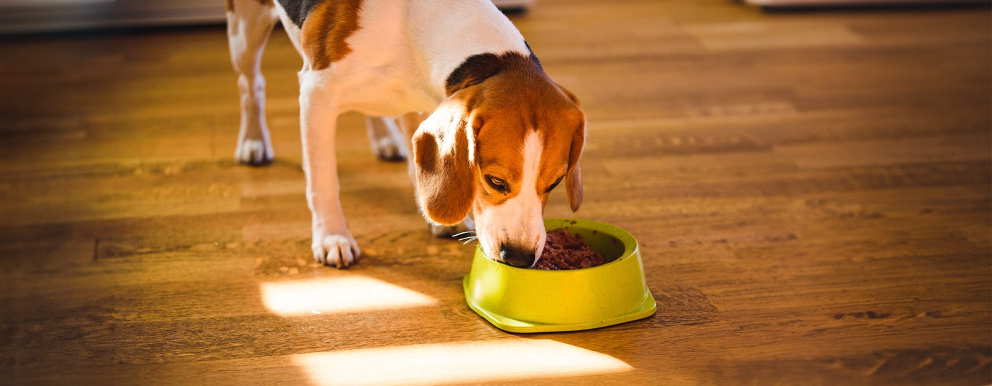 Feeding Your Adult Dog