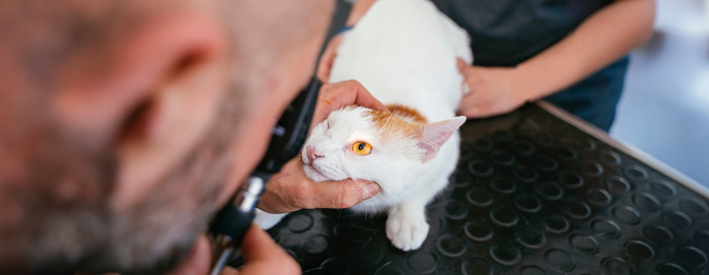 Glaucoma in Cats: Causes, Signs & Treatment