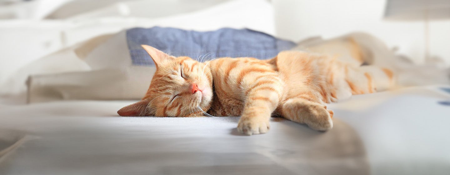 The 10 Cat Sleeping Positions and What They Mean