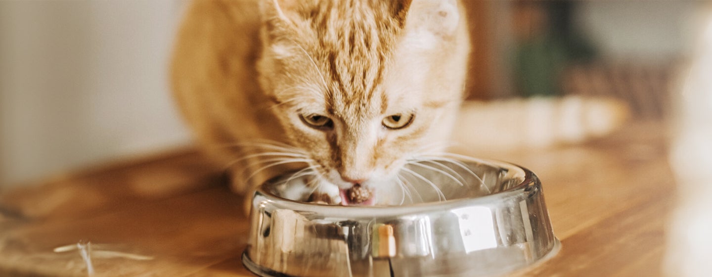 Guide to Feeding Your Adult Cat