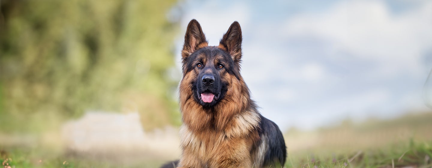 Health Problems in German Shepherds