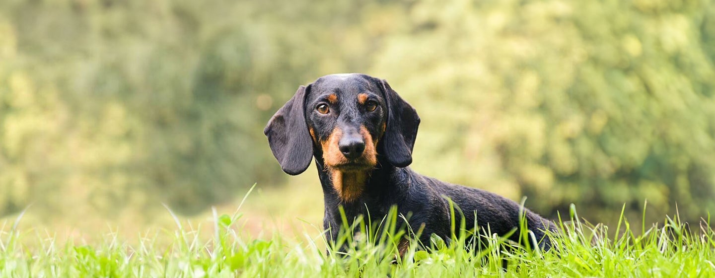 Hound Dogs: Everything You Need to Know