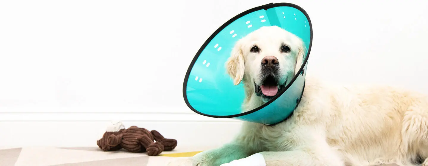 How to Care for Your Dog After Surgery