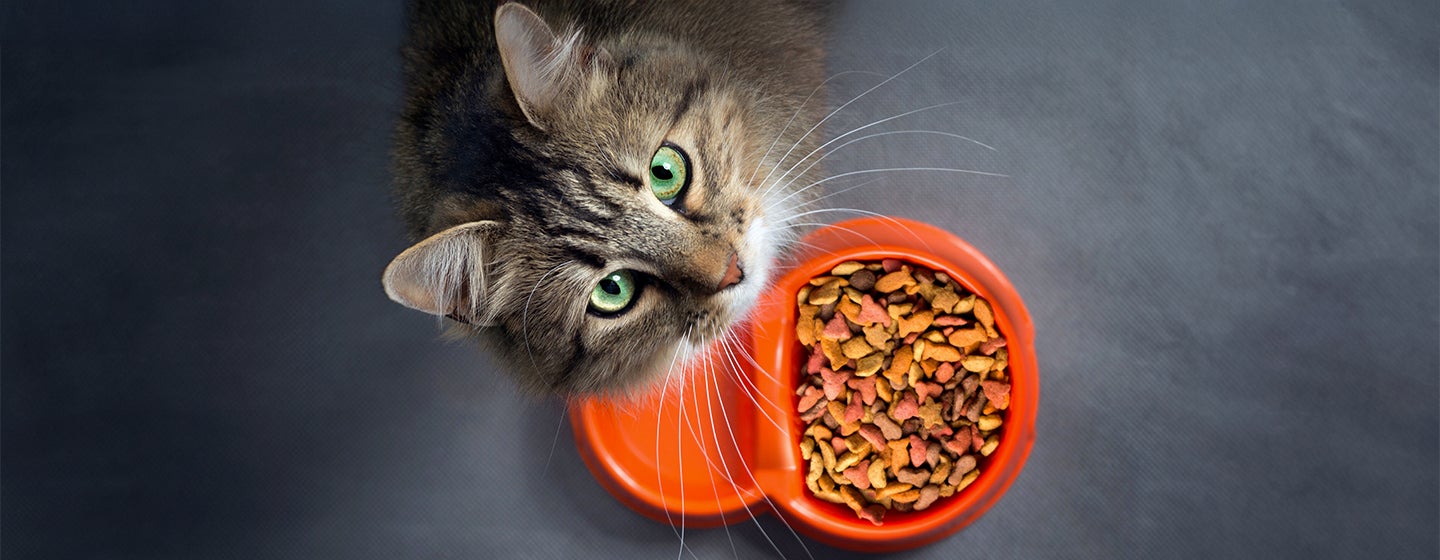 How to Choose the Best Cat Food for Your Pet