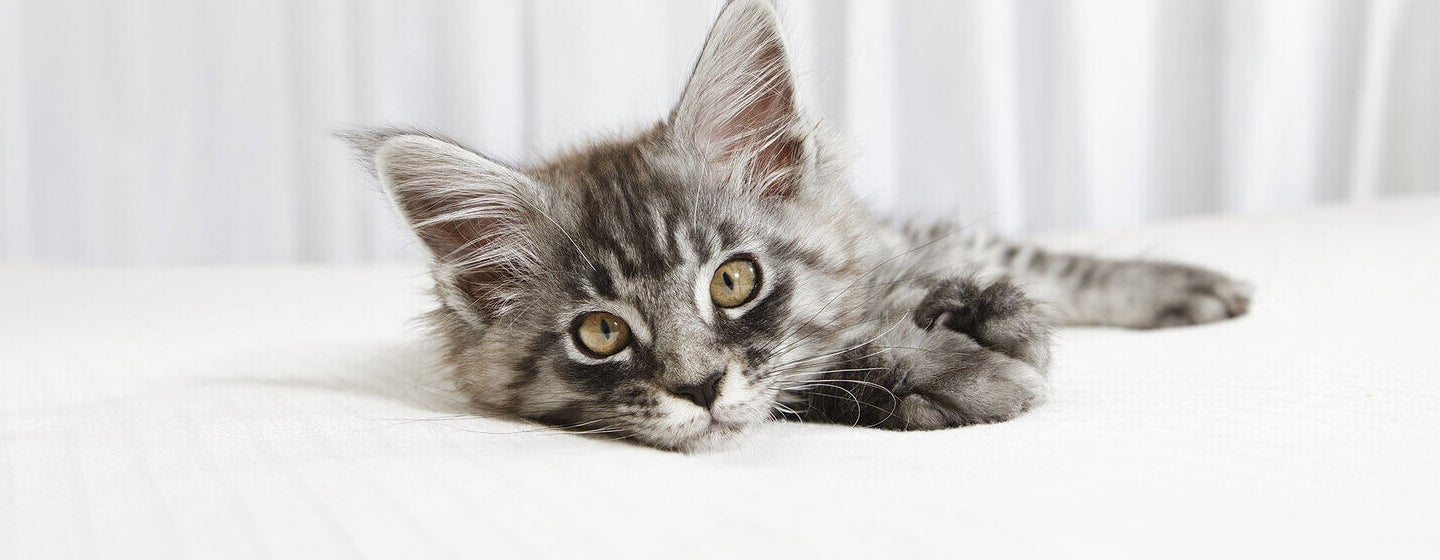 How to Spot and Treat Cat Anxiety