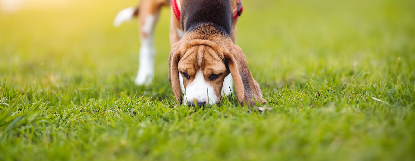 How to Start Scent Training for Puppies